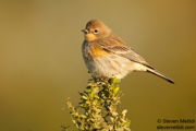 SONGBIRDS